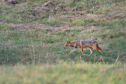 Canis aureus- Golden jackal