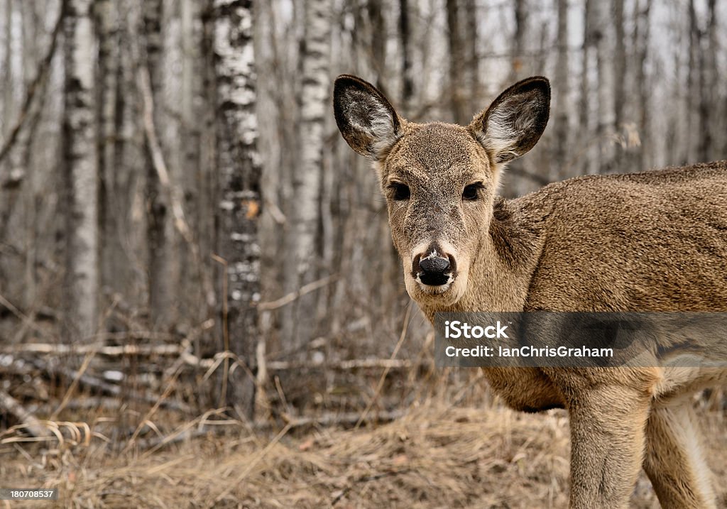 Deer - Lizenzfrei Baum Stock-Foto