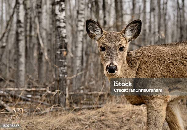 Foto de Deer e mais fotos de stock de Animal - Animal, Animal selvagem, Bosque - Floresta