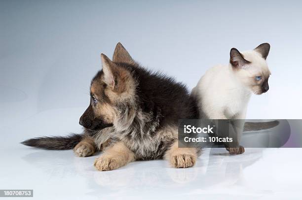 Foto de Gato E Cachorro e mais fotos de stock de Gato doméstico - Gato doméstico, Cão, Foto de estúdio