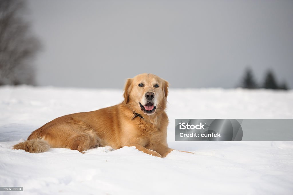 犬のポーズ - 犬のロイヤリティフリーストックフォト