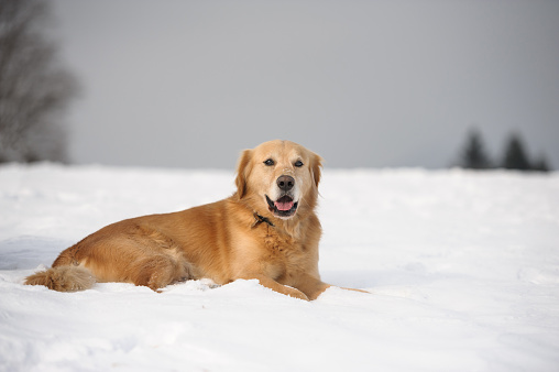 Golden retriever posing in winter time