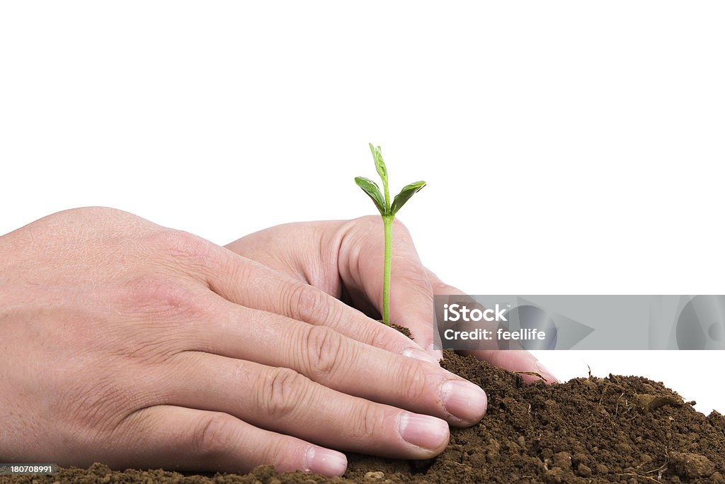 planting new life in spring isolated on white background Agriculture Stock Photo
