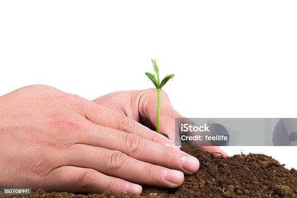 Planting New Life In Spring Isolated On White Background Stock Photo - Download Image Now