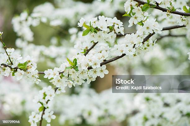 Flor De Pessegueiro - Fotografias de stock e mais imagens de Ao Ar Livre - Ao Ar Livre, Beleza natural, Botão - Estágio de flora