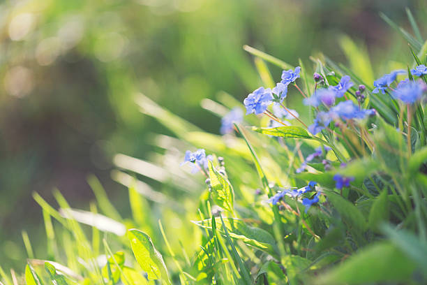 istock Forget-me-not [Myosotis sylvatica] in the sunlight 180709225