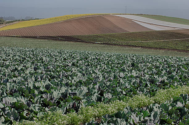 istock New Growth Organic Broccoli Field 180709316
