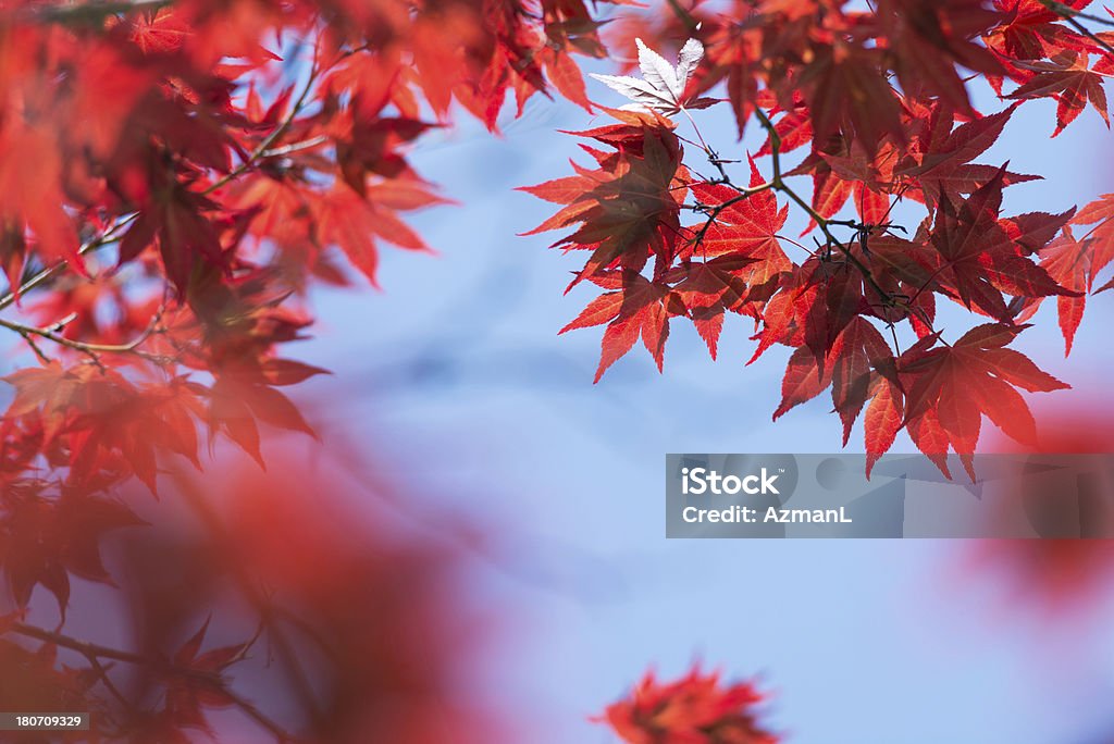 Red maple leaves Red leaves against blue sky.Shallow DOF. Autumn Stock Photo