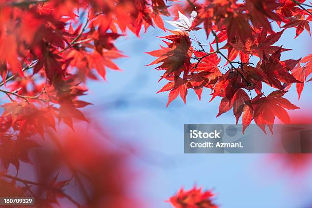 Red Maple Leaves Stock Photo - Download Image Now - Autumn, Backgrounds, Beauty In Nature