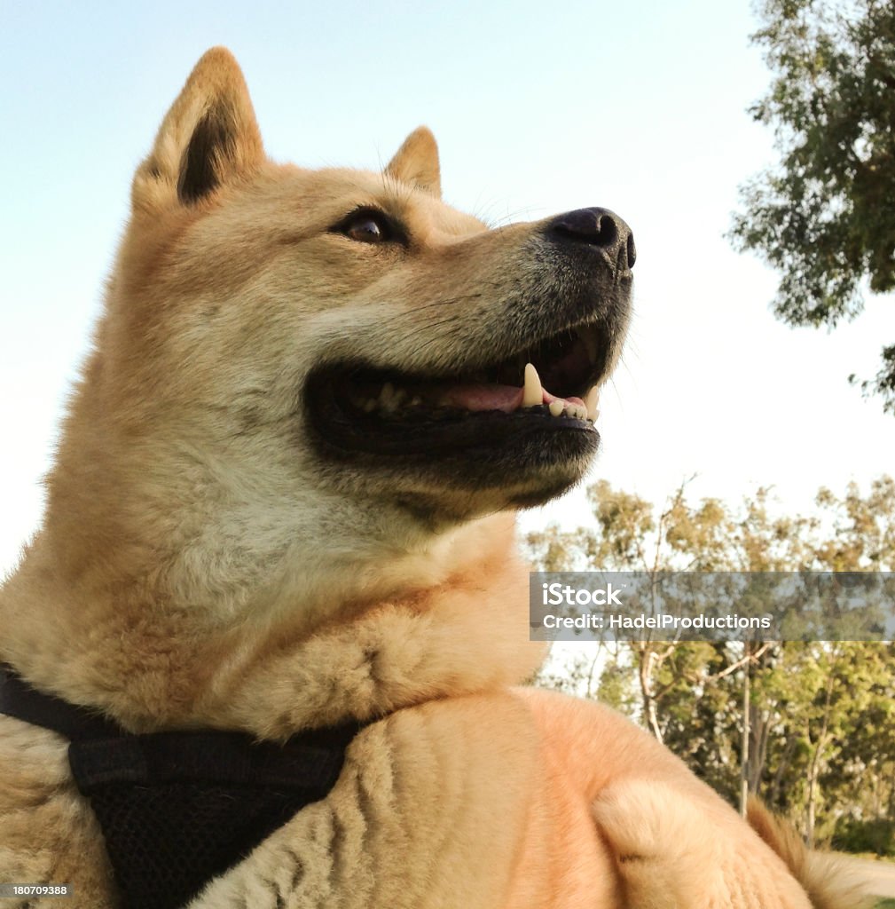 美しい犬（珍島の公園の日没時�） - イヌ科のロイヤリティフリーストックフォト