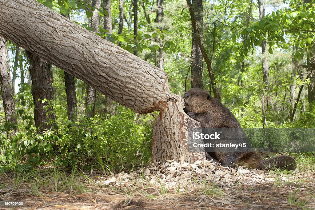 Working Hard "Beaver, cutting down a large oak tree" Beaver Stock Photo