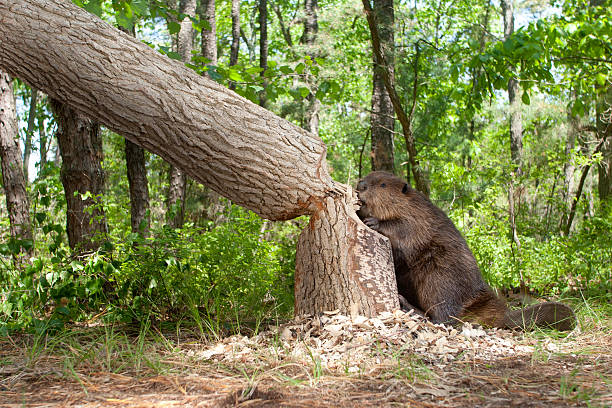 Working Hard "Beaver, cutting down a large oak tree" beaver stock pictures, royalty-free photos & images