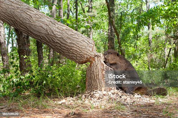Working Hard Stock Photo - Download Image Now - Beaver, Tree, Biting
