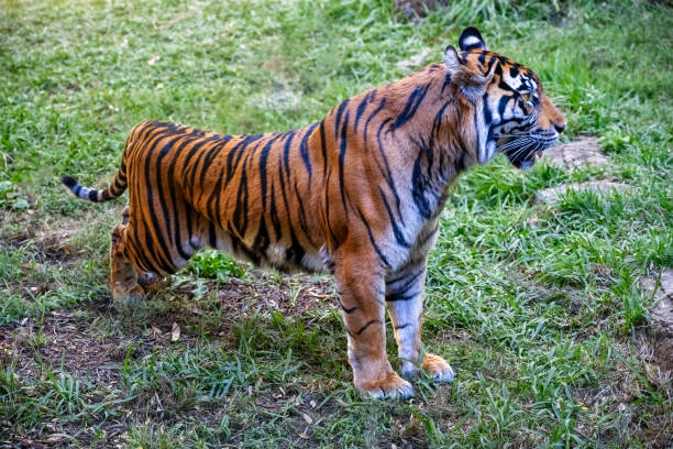 istock Tiger (Panthera leo) standing alert in alert profile. 1807094632