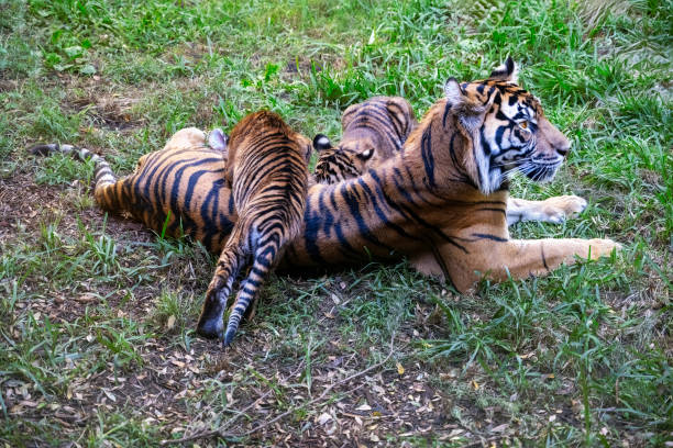 istock tiger (Panthera leo) licking baby cub, relaxing on the grass. 1807094633
