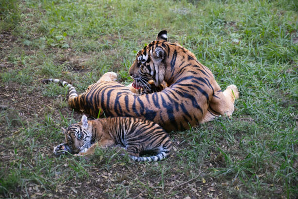 istock Tiger (Panthera leo) licking baby cub, relaxing on the grass. 1807095661