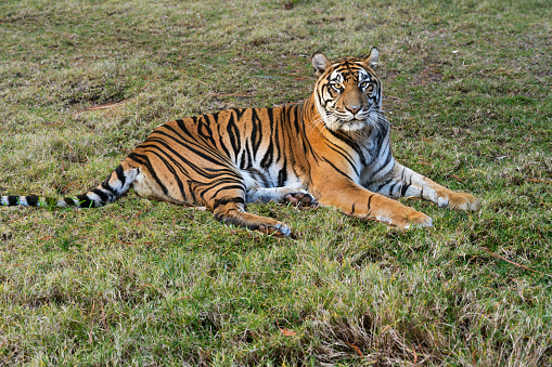 Tiger (Panthera leo) relaxing on the grass and looking at the camera.