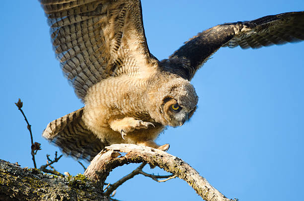 istock Great-horned Owl Baby - Victoria 180709688