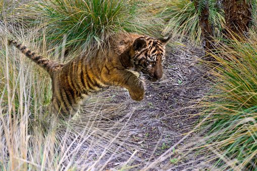 Tiger cub jumping through the bush.