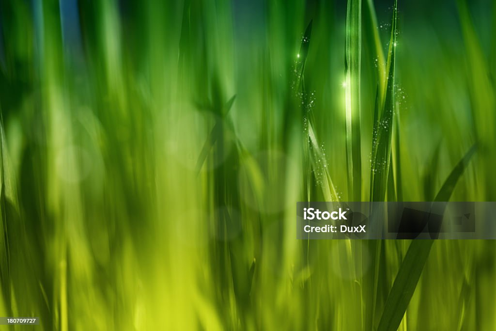 Abstract Bokeh background Nature grass background with bokeg elements and light rays. Abstract Stock Photo