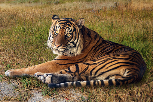 Siberian tiger resting on a rock in nature on a hot Summer day.