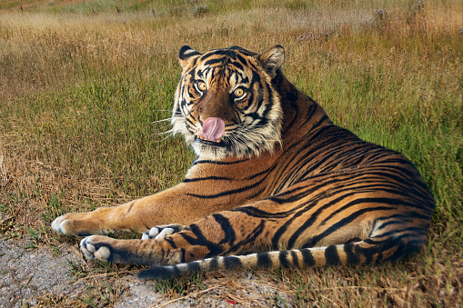 Tiger (Panthera leo) relaxing in the grass wotj tongue out.