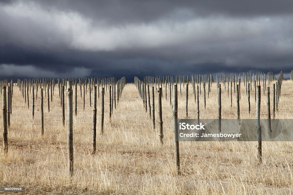 Неплодородный Виноградник - Стоковые фото Абстрактны�й роялти-фри