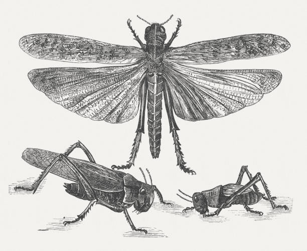 Migratory locust (Locusta migratoria), wood engraving, published in 1875 Migratory locust (Locusta migratoria). Woodcut engraving by Th. Nietner, published in 1875. giant grasshopper stock illustrations