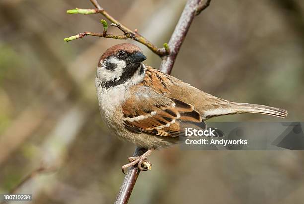 Photo libre de droit de Bruant Arbre Variable banque d'images et plus d'images libres de droit de Faune - Faune, Fleur - Flore, Flore