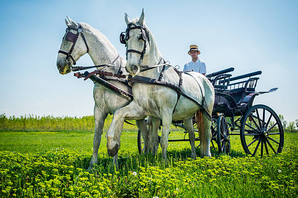 istock The horse carriage 180710422