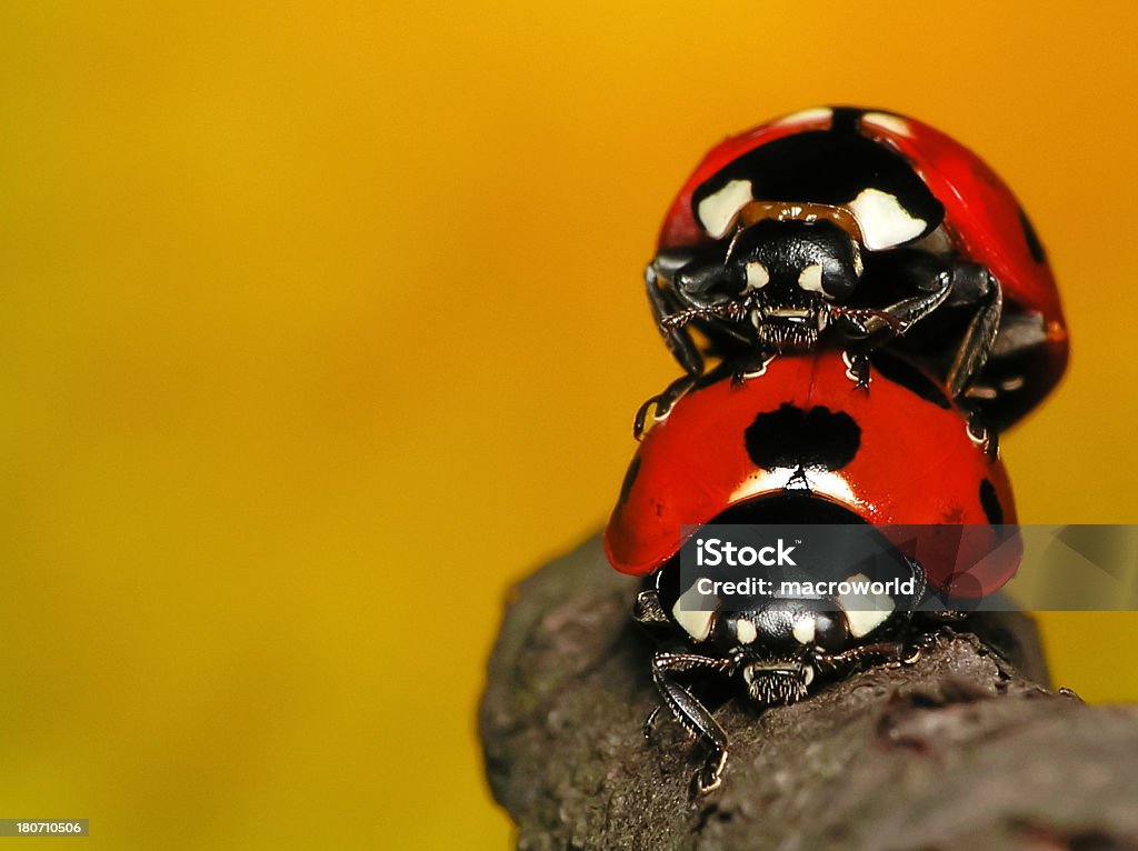 Ladybugs のペア - ひらめきのロイヤリティフリーストックフォト