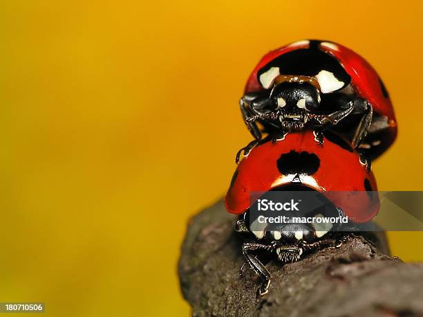 Ladybugs のペア - ひらめきのストックフォトや画像を多数ご用意 - ひらめき, まぶしい, アイデア