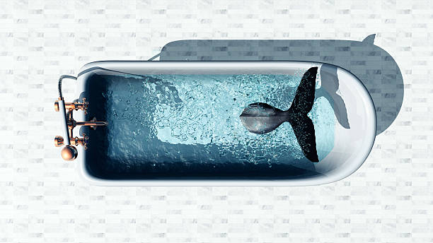 Whale diving in the bathtub Whale diving in the bathtub. whale tale stock pictures, royalty-free photos & images