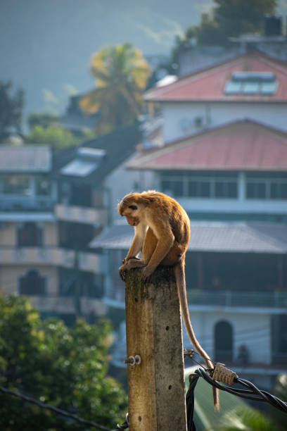 istock Toque macaque (Macaca sinica) is a reddish brown-coloured Old World monkey endemic to Sri Lanka 1807107163