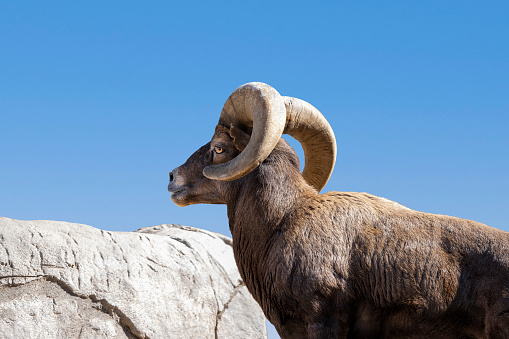 Male bighorn sheep (Ovis canadensis)[6]. a species native to North America. A pair of horns might weigh up to 14 kg (30 lb). Close up.