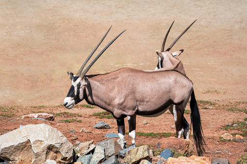 Gemsbock Oder S dafrikanische Oryx Eine Gro e Antilope Die In Den gemsbock-oder-s-dafrikanische-oryx-eine-gro-e-antilope-die-in-den