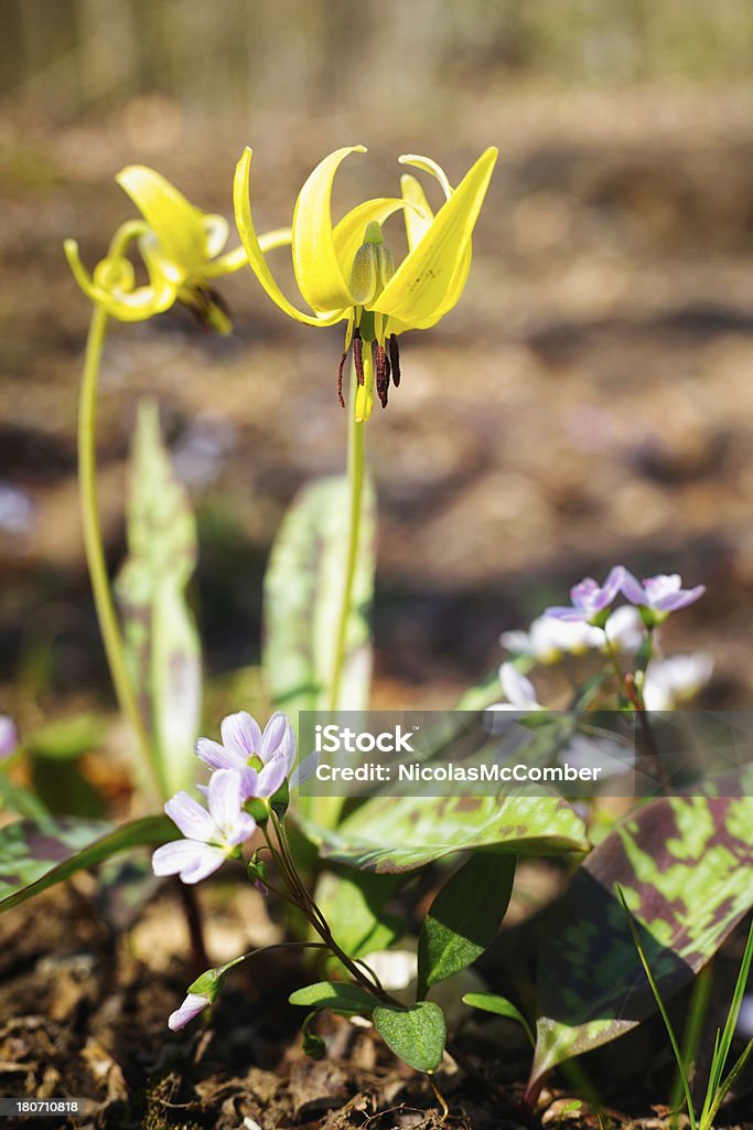 Erythronium americanum Erythrone Trota Giglio giallo - Foto stock royalty-free di Ambientazione esterna