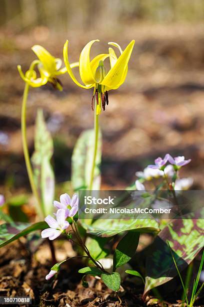 Erythronium Americanum Erythrone Trota Giglio Giallo - Fotografie stock e altre immagini di Ambientazione esterna