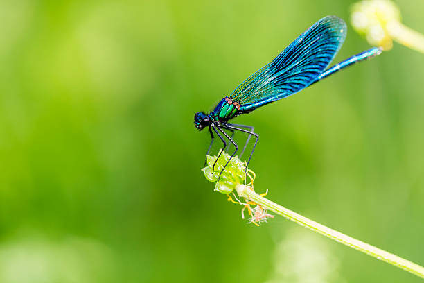 istock Blue Dragonfly on Blade of Grass 180710836
