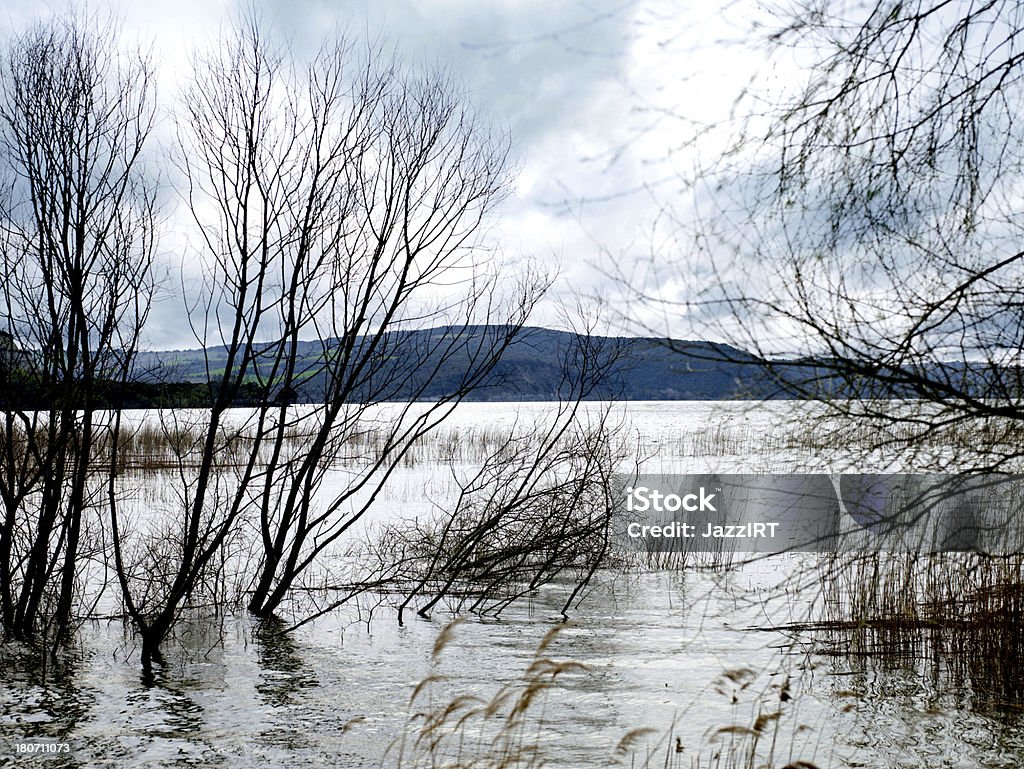 Lago lado reeds - Royalty-free Ambiente dramático Foto de stock