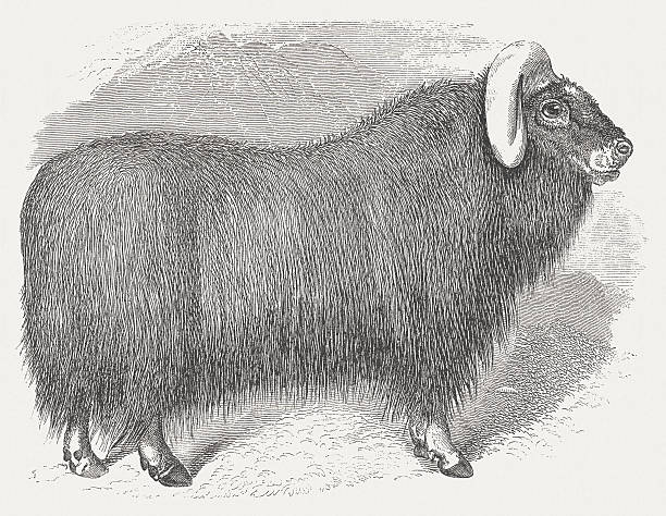 Muskox (Ovibos moschatus), wood engraving, published in 1875 Muskox (Ovibos moschatus). Woodcut engraving after a drawing by Robert Kretschmer (German painter, 1818 - 1872), published in 1875. moschus stock illustrations