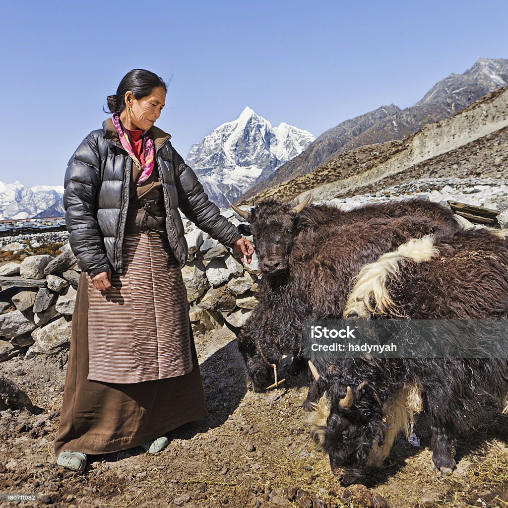 Vecchia donna hearding yaks Nepalese - Foto stock royalty-free di Adulto