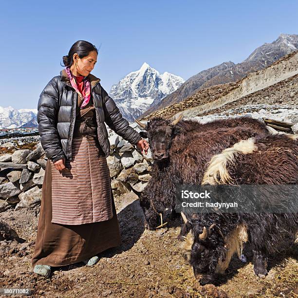 Vecchia Donna Hearding Yaks Nepalese - Fotografie stock e altre immagini di Adulto - Adulto, Agricoltura, Allegro