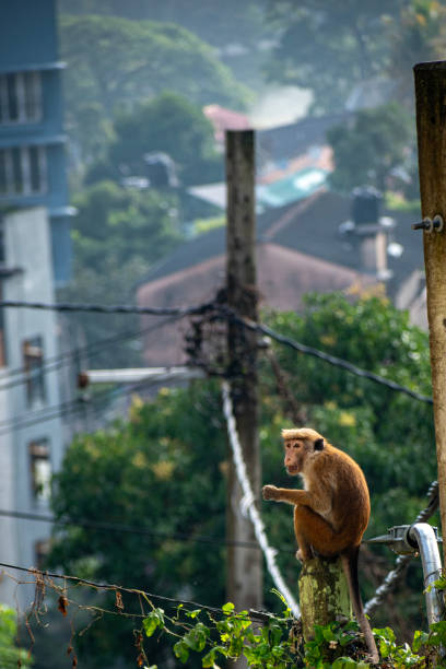 istock Toque macaque (Macaca sinica) is a reddish brown-coloured Old World monkey endemic to Sri Lanka 1807111400
