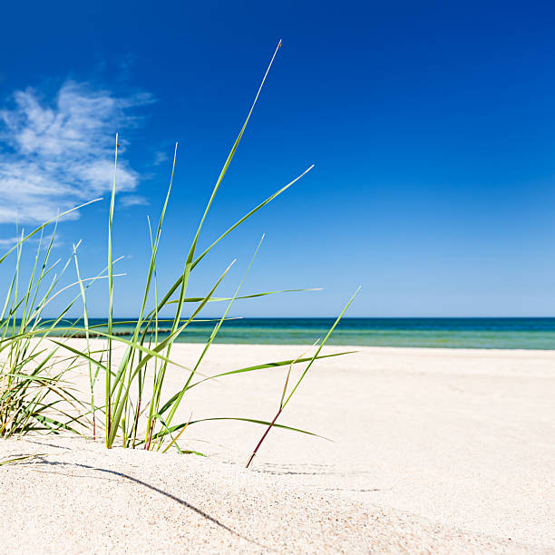 Grass in a sand dune by the sea
