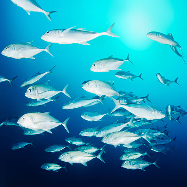 istock School of fishes 180711238