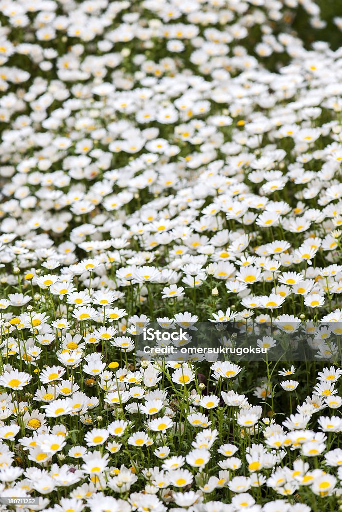 Heap of Daisies A field of daisies. Selective focus. MORE IMAGES...(you can see links to other categories via my main account page-About Me) Abundance Stock Photo