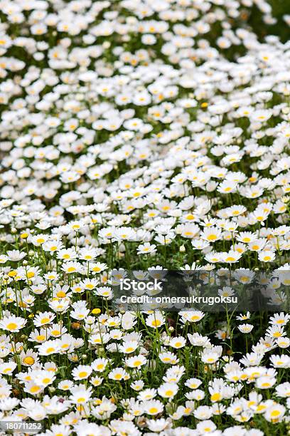 Heap Of Daisies Stock Photo - Download Image Now - Abundance, Animal Markings, Arrangement