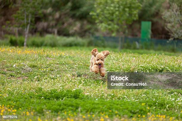 Damasco Caniche Foto de stock y más banco de imágenes de Aire libre - Aire libre, Alegría, Animal