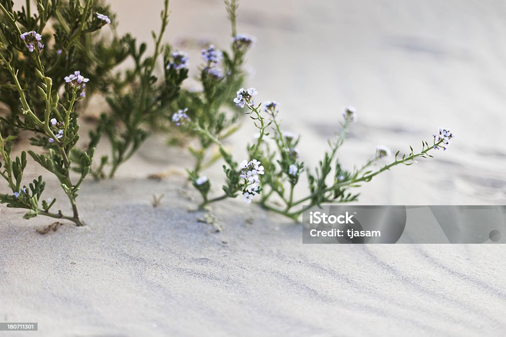 Flores do deserto - Foto de stock de Areia royalty-free
